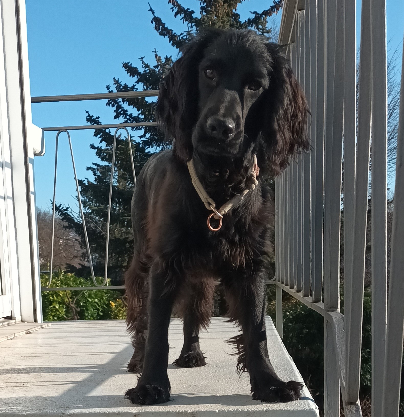 Momo klein 20241229 135235